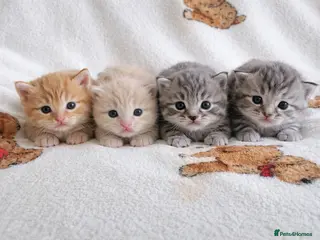 Maine Coon cats TICA pedigree registered Maine Coon kittens - Advert 1