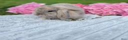 Mini Lop rabbits for sale: BRC Mini Lops  - Advert 25