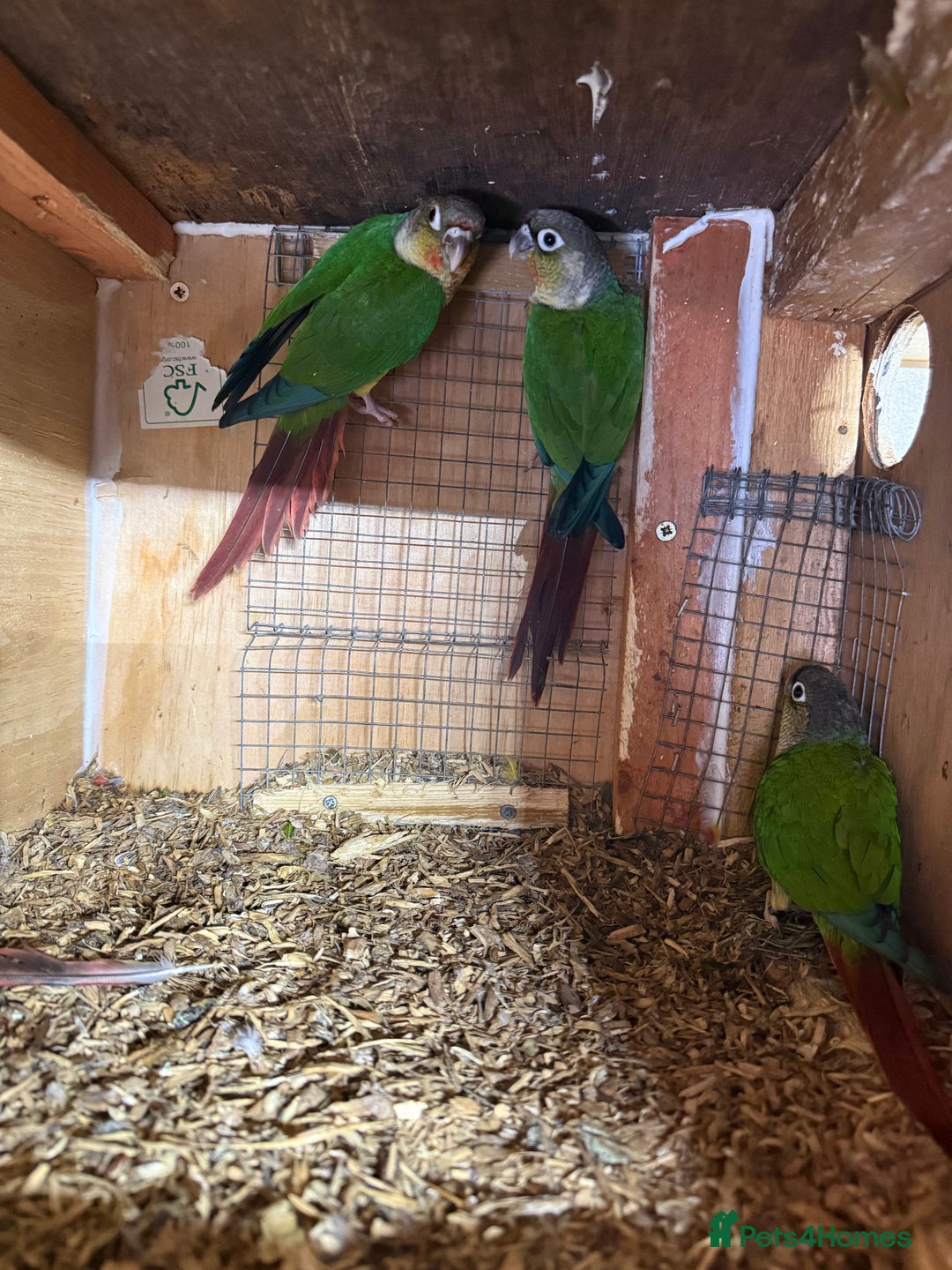 Conures birds for sale: Baby conures  - Image 5