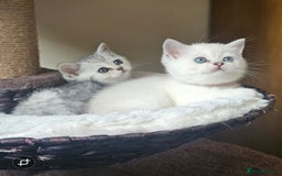 British Shorthair cats for sale: British Shorthair Kittens. Stunning 🩶 Silver - Image 5
