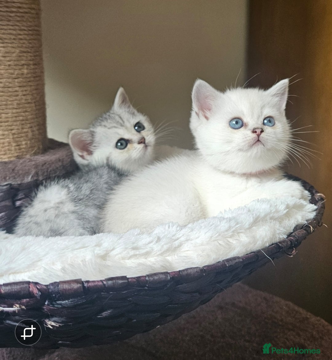 British Shorthair cats for sale: British Shorthair Kittens. Stunning 🩶 Silver - Image 5