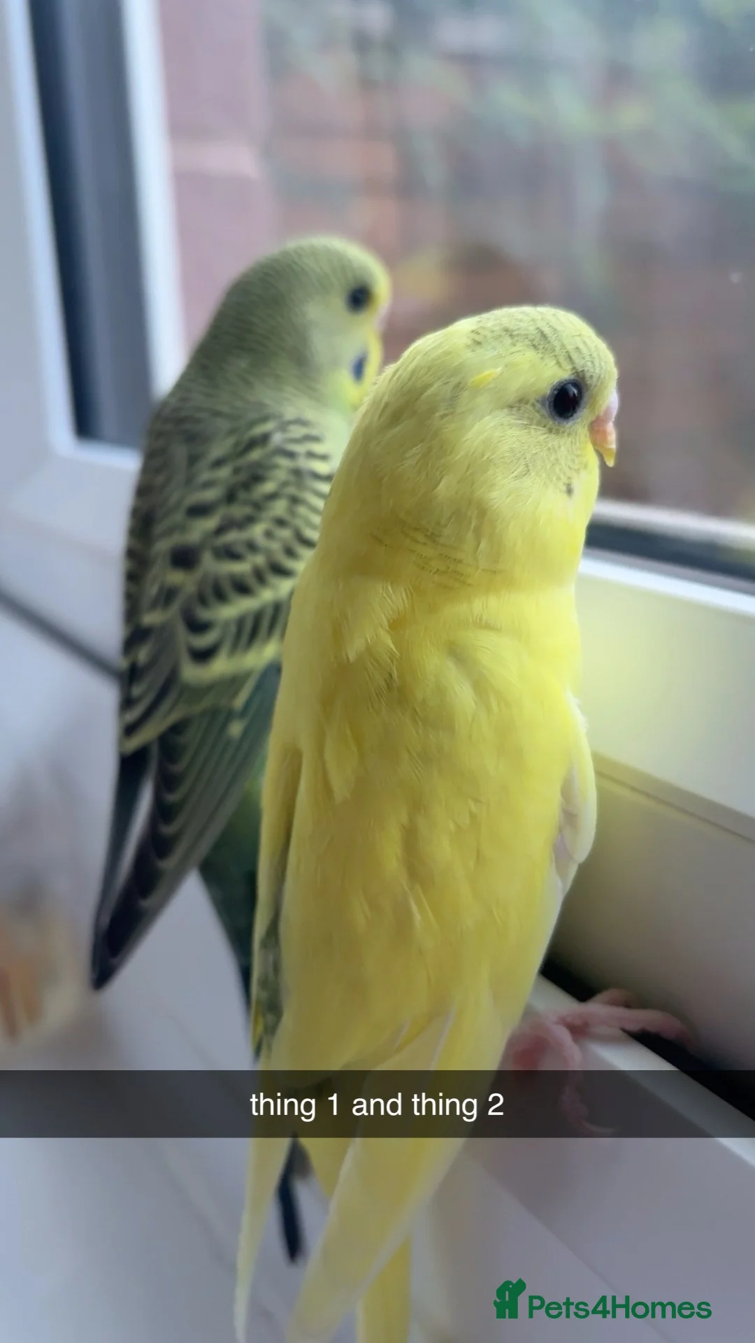 Budgerigars birds for sale: 2 female budgies   in Luton - Advert 3