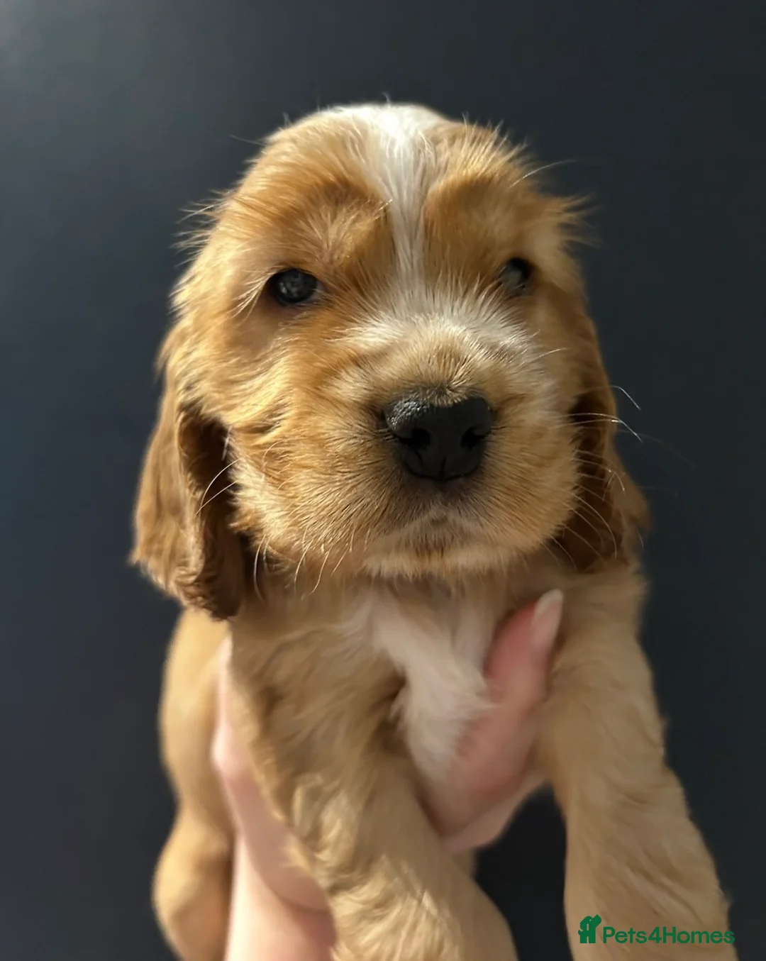 Cocker Spaniel dogs for stud: Gorgeous Orange Roan Show Cocker Spaniel for stud - Advert 8