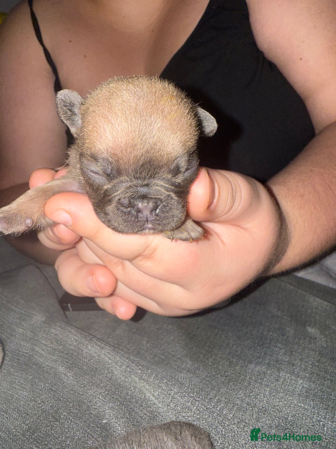 French Bulldog dogs for sale: Female French bulldog puppies - Advert 9