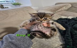 Mixed Breed cats for sale: Fluffy Kittens - Image 8