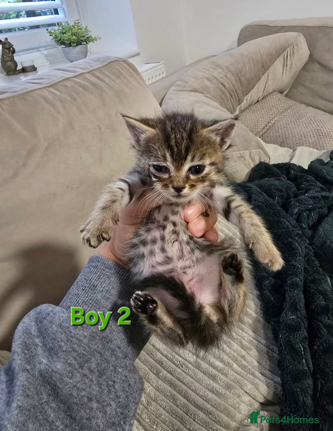 Mixed Breed cats for sale: Fluffy Kittens - Image 8
