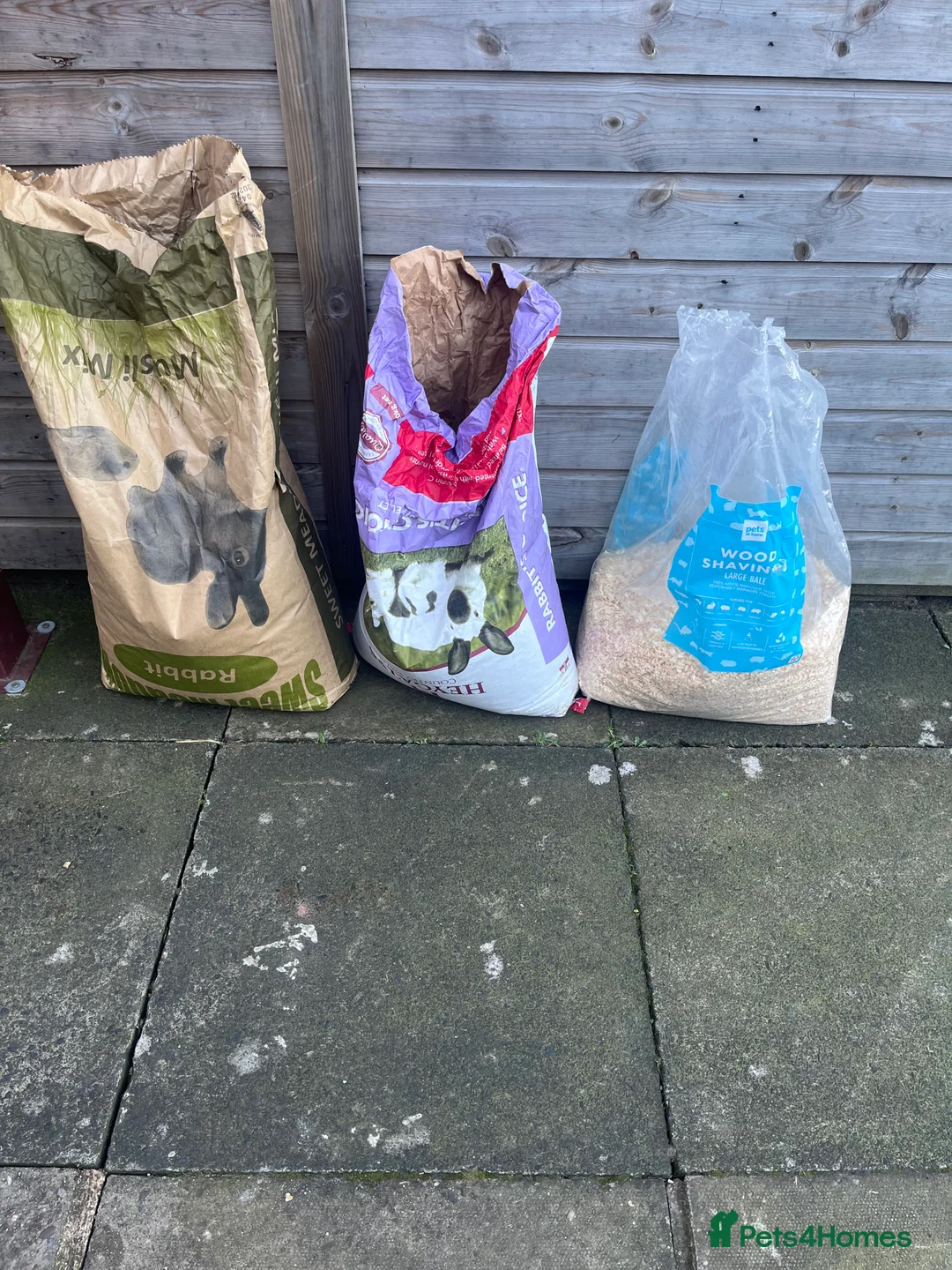 Guinea Pig rodents for sale: 2 male guinea pigs  - Advert 8