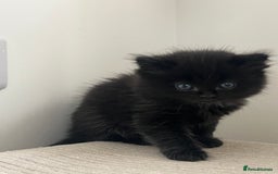 Ragdoll cats for sale: “Adorable Black Ragdoll Kittens – Don’t Miss Out!” - Image 10