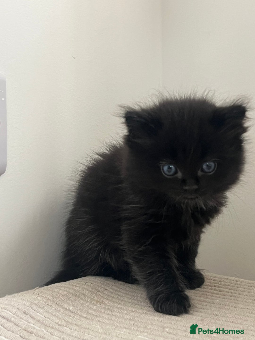 Ragdoll cats for sale: “Adorable Black Ragdoll Kittens – Don’t Miss Out!” - Image 10