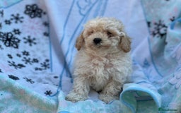 Poochon dogs for sale: Beautiful Poochons  - Image 16