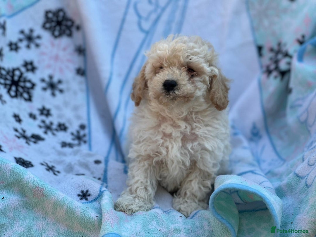 Poochon dogs for sale: Beautiful Poochons  - Image 16
