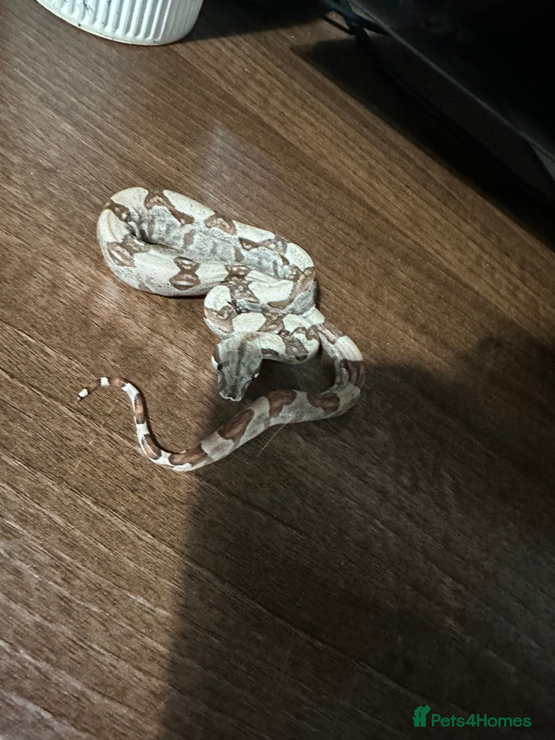 Boa Snake reptiles for sale: Baby boas  - Advert 8