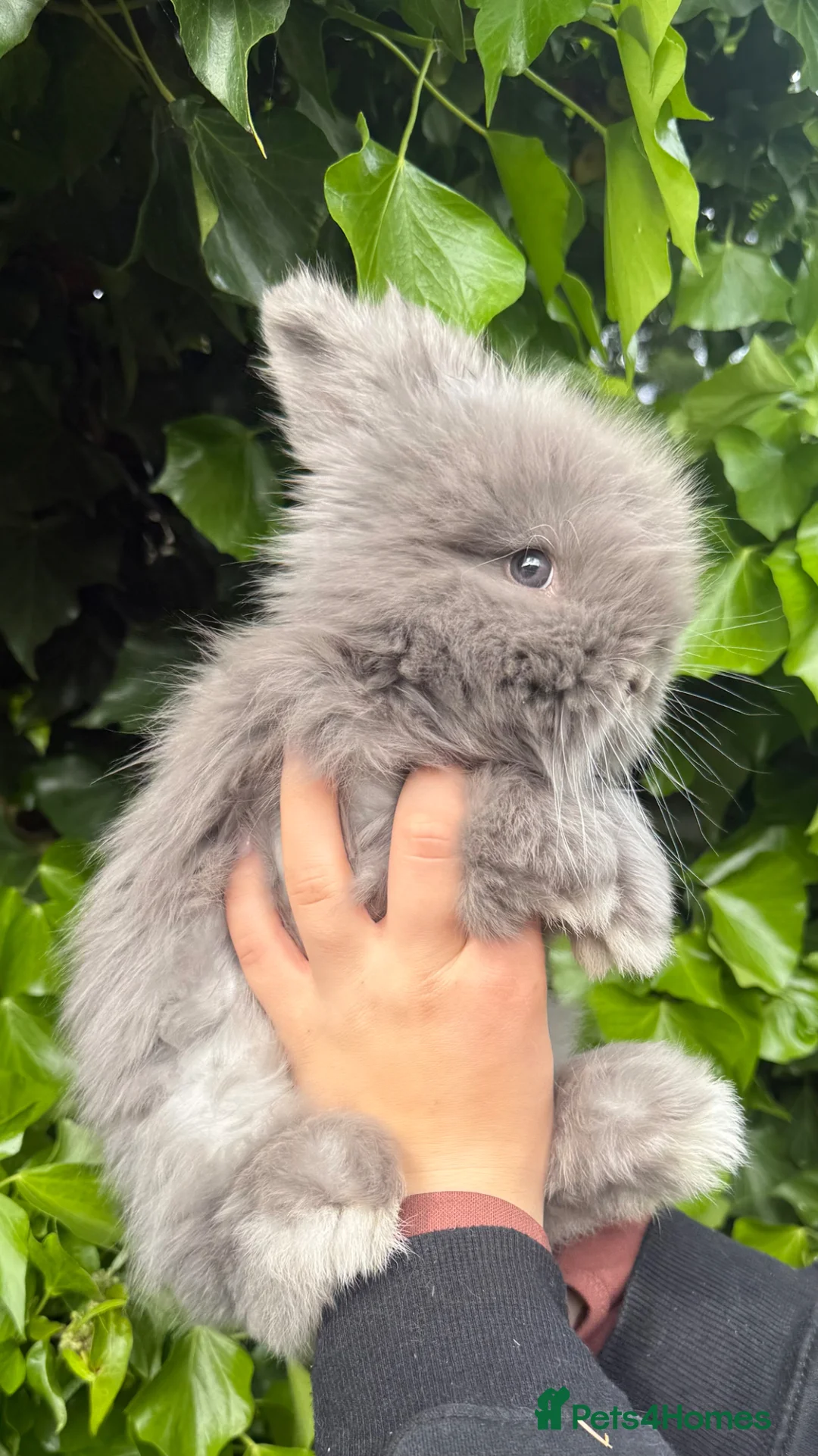 Angora rabbits for sale: Beautiful Full Faced English Angora Boy - Advert 1