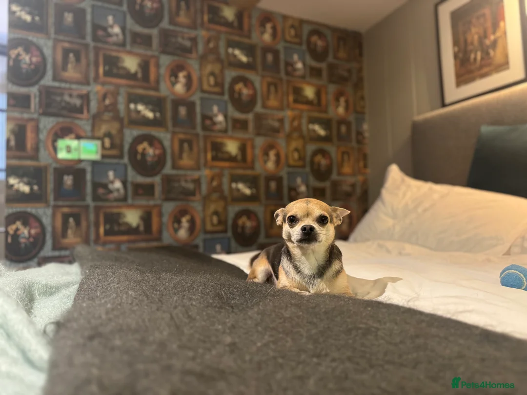 Chihuahua dogs for stud: Kenobi  - Advert 3