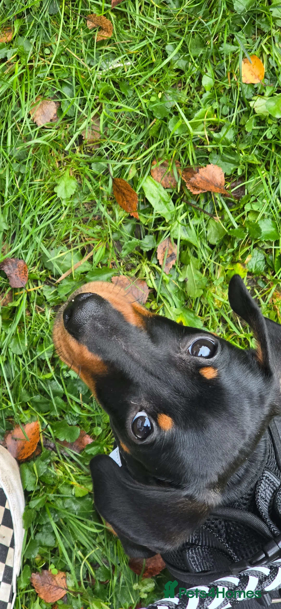 Dachshund dogs for sale: Dachsund 6month Old Puppy in Wimborne - Advert 4