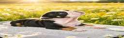 English Bulldog dogs for sale: English bulldog puppies  - Advert 3