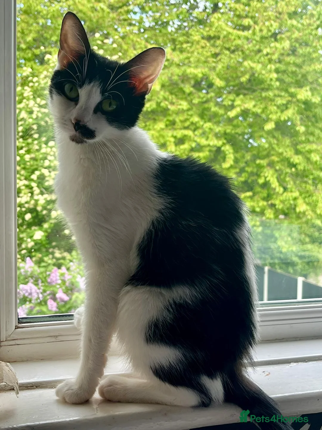 Mixed Breed cats for sale: Beautiful kitten ready for a new home - Advert 2