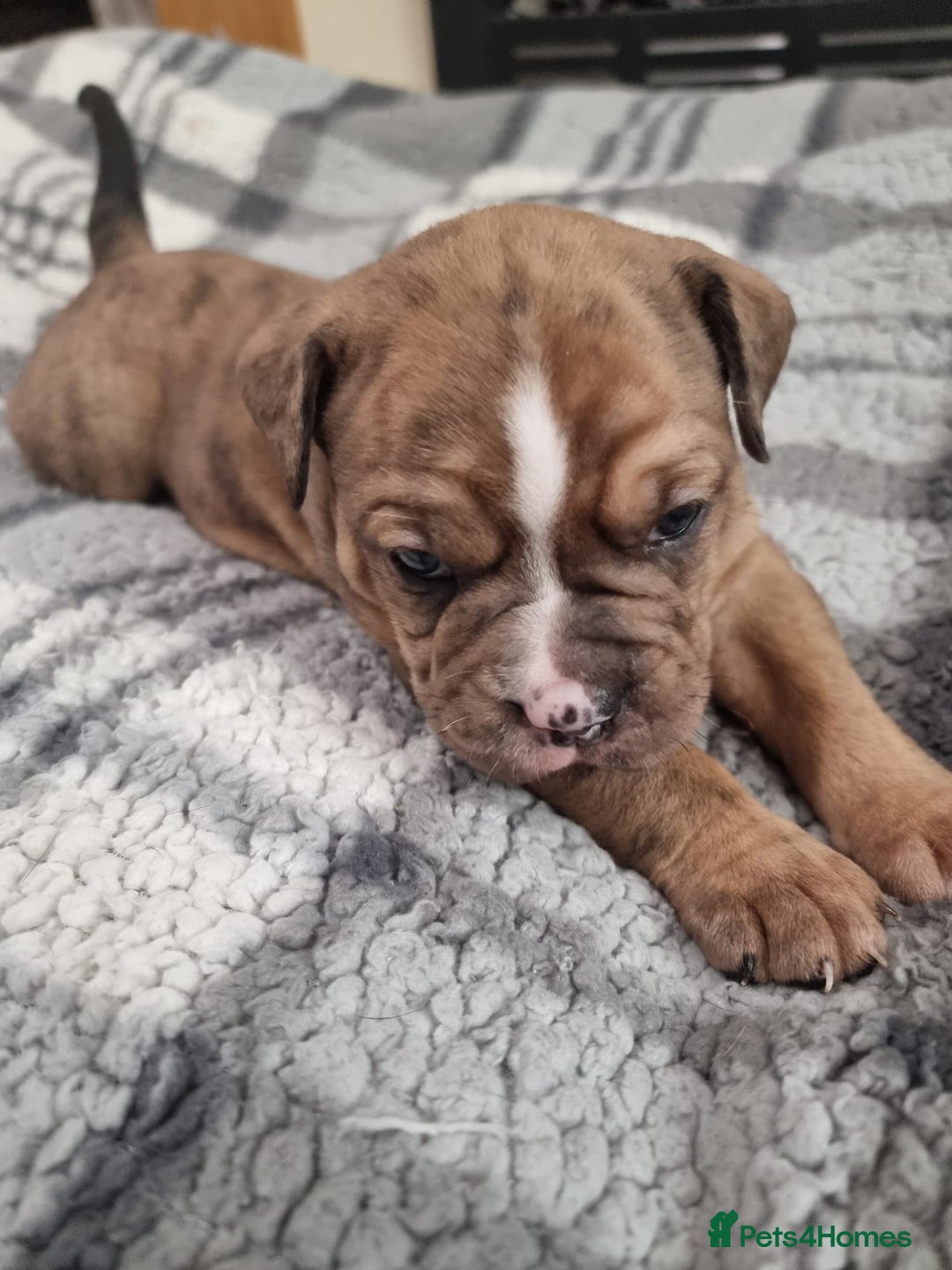 Olde English Bulldogge dogs for sale: Olde English bulldogge puppys - Advert 18
