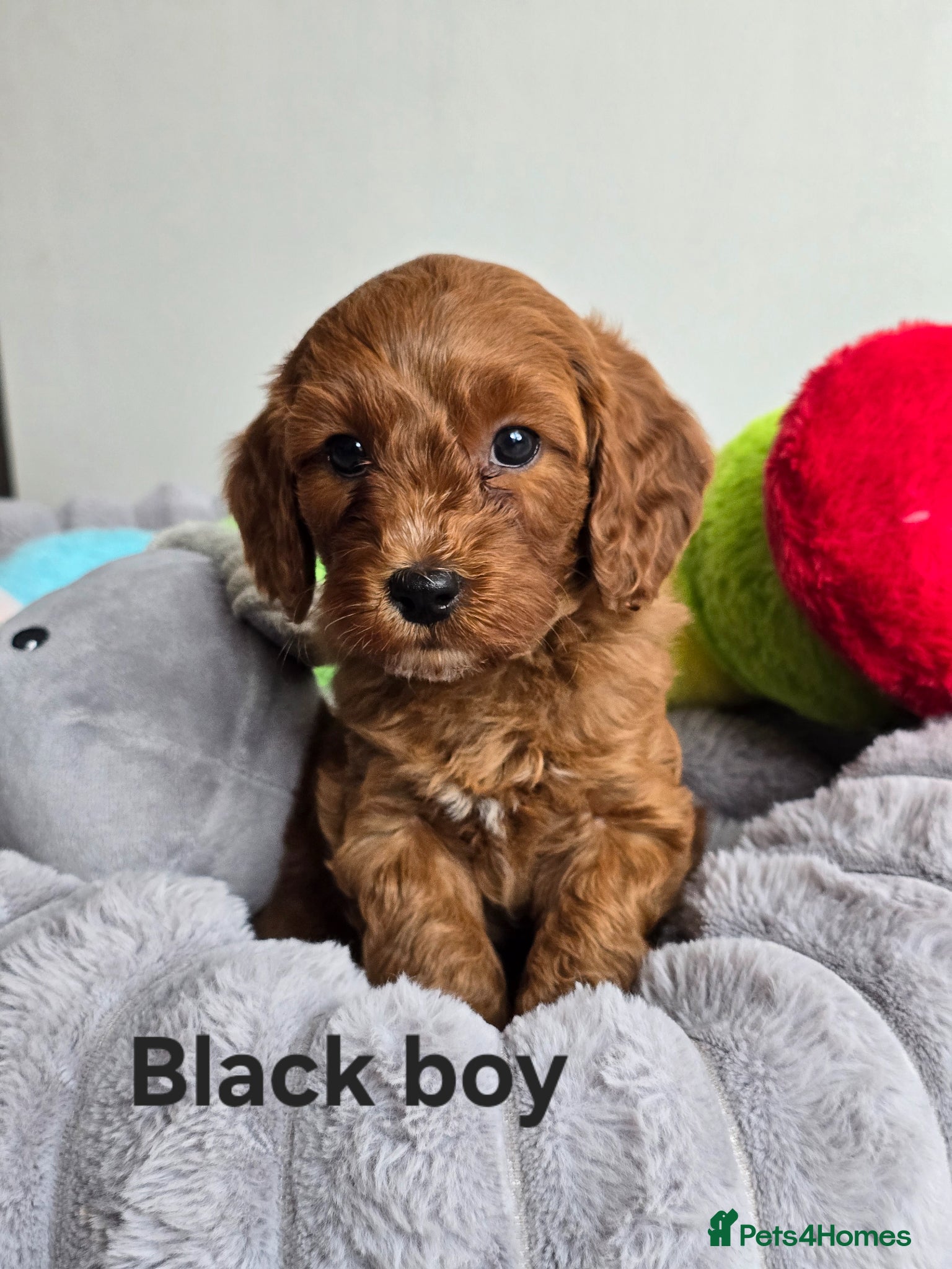 Cavapoo dogs 💥Cavapoo F1b💥 DNA tested  - Advert 2