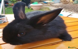 Mini Lop rabbits for sale: Friendly baby rabbits available to loving homes - Image 19