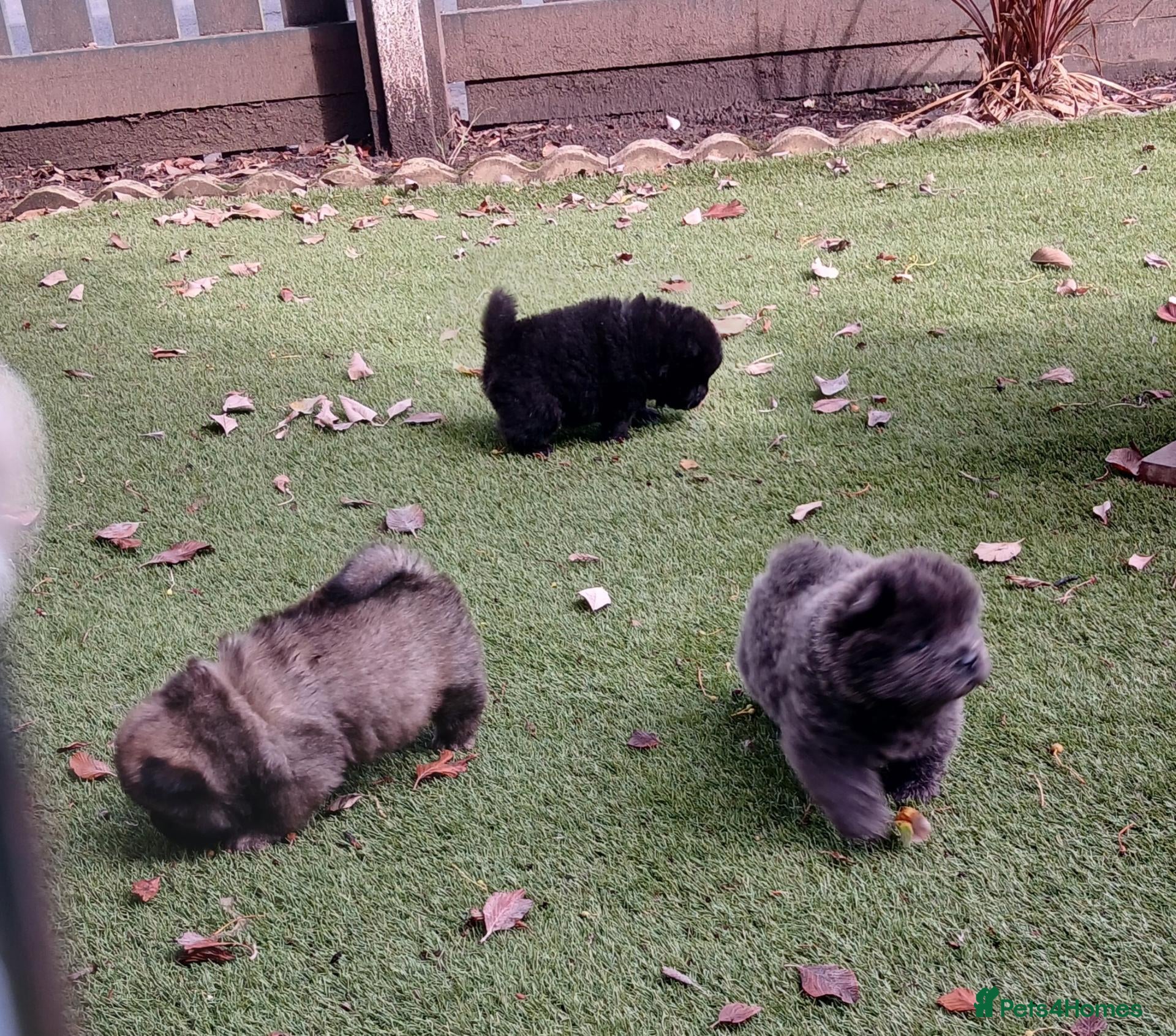 Chow Chow dogs Beautiful kc registered chow chow pups - Advert 5