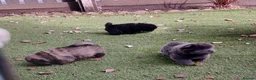 Chow Chow dogs for sale: Beautiful champion sired chow chow pups - Advert 27