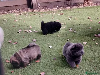 Chow Chow dogs Beautiful kc registered chow chow pups - Advert 5