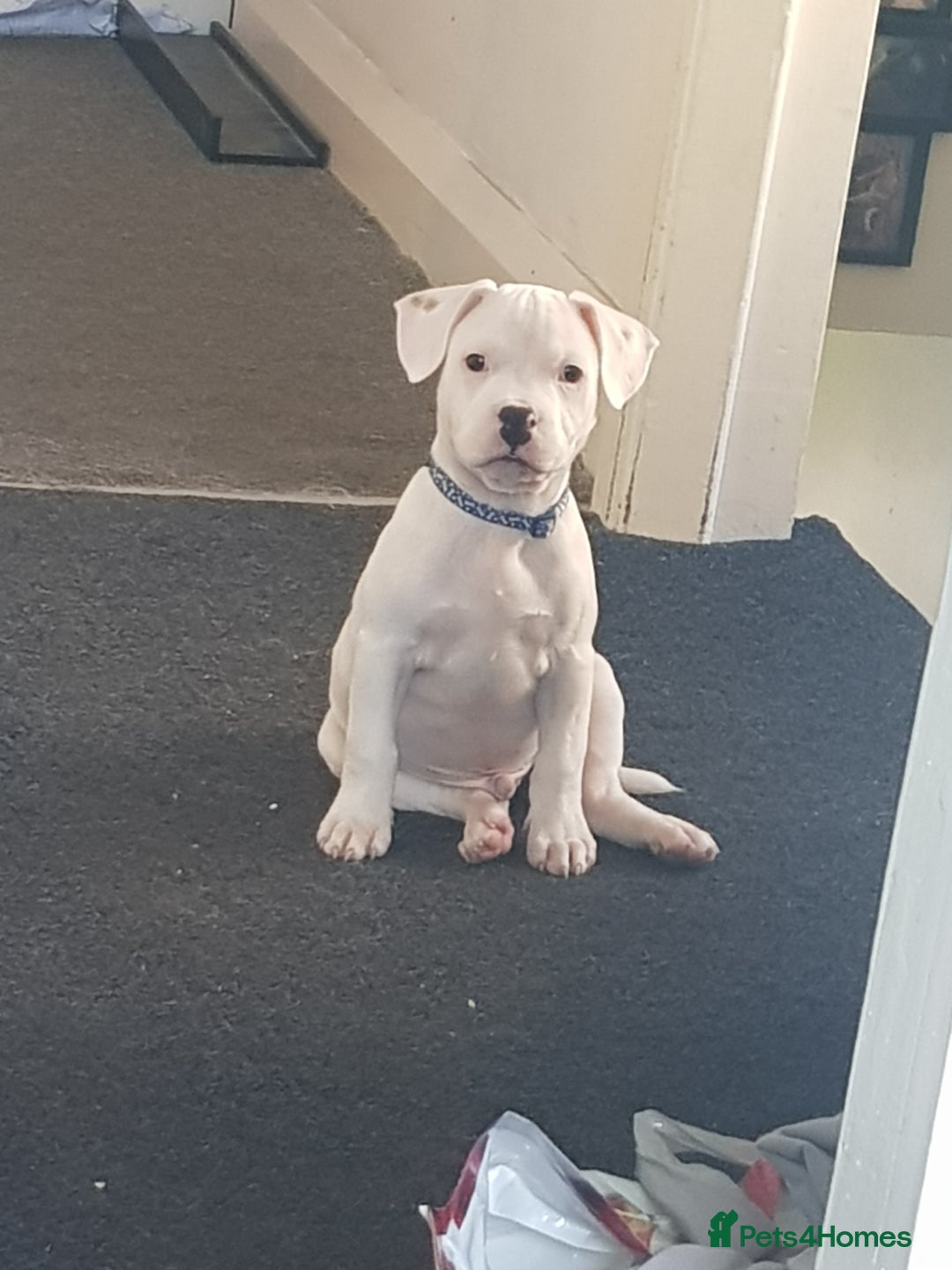 Mixed Breed dogs for sale: Male frenchie X staffy - Image 2
