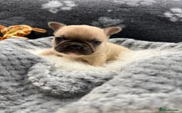 French Bulldog dogs for sale: 🐾 Beautiful French Bulldog Puppies 🐶 - Image 35