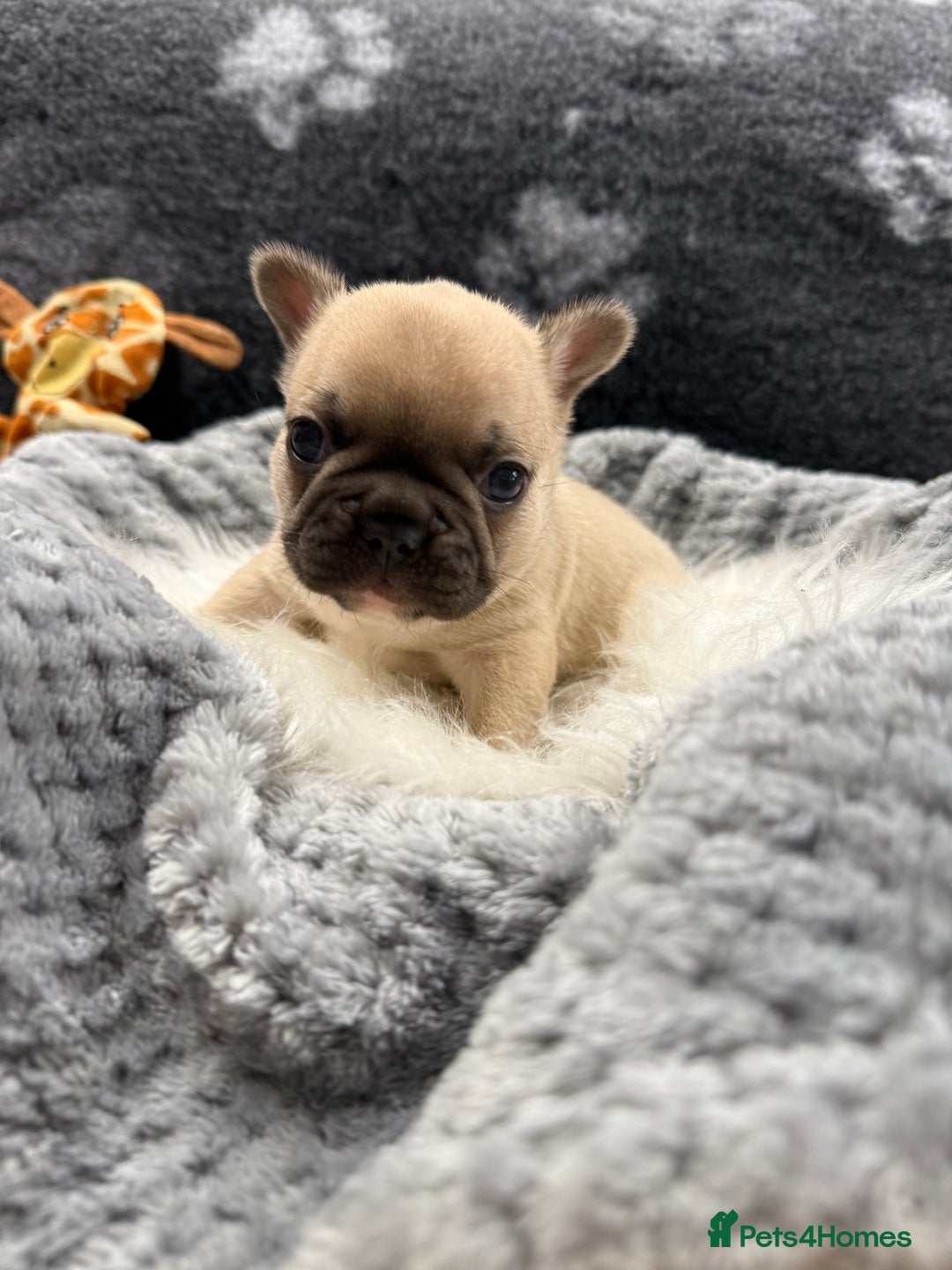 French Bulldog dogs for sale: 🐾 Beautiful French Bulldog Puppies 🐶 - Image 35
