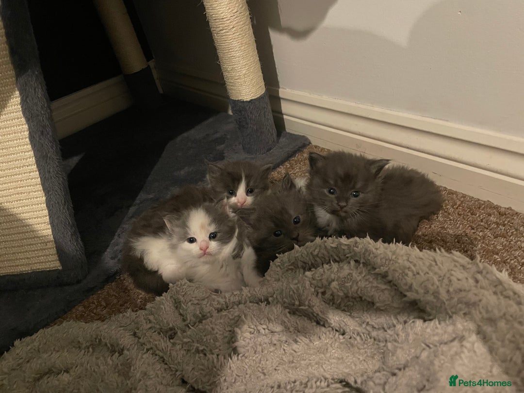Ragdoll cats for sale: 4 maincoon x ragdoll kittens - Advert 6