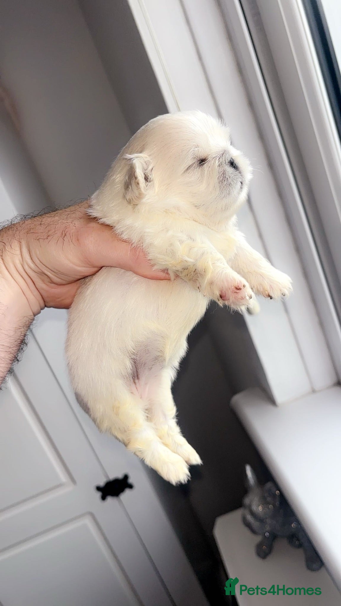 Pekingese dogs Stunning high quality Pekingese puppies  - Advert 4