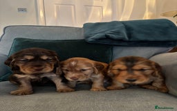 Cocker Spaniel dogs for sale: Outstanding FN clear kc reg cocker spaniel puppies - Image 21