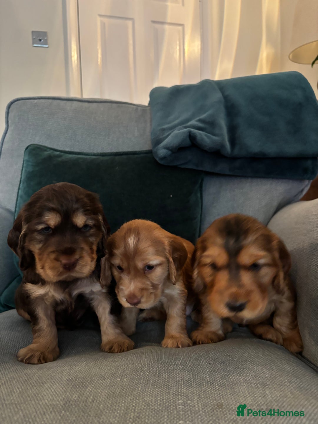 Cocker Spaniel dogs for sale: Outstanding FN clear kc reg cocker spaniel puppies - Image 21