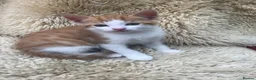Mixed Breed cats for sale: Gorgeous ginger kittens - Advert 12