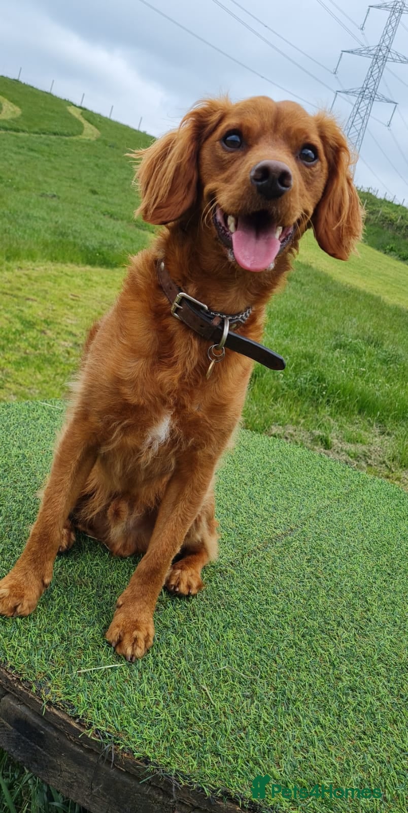 Mixed Breed dogs Loving dog needs new home - Advert 1