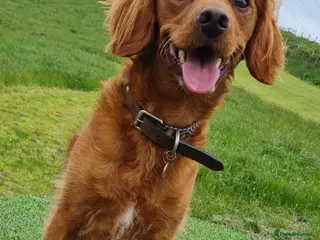 Mixed Breed dogs Loving dog needs new home - Advert 1