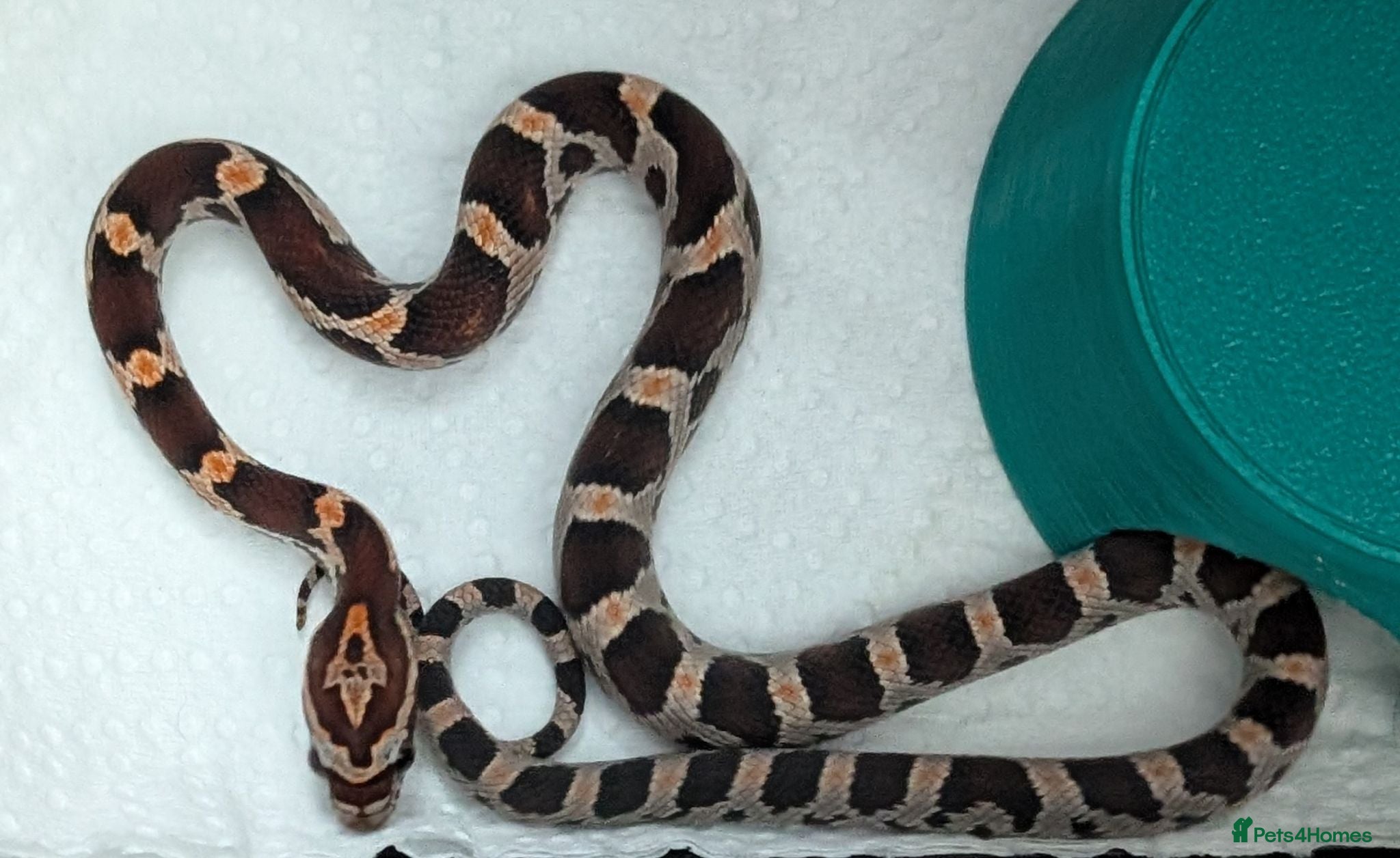 Corn Snake reptiles Okeetee Corn snakes  - Advert 1