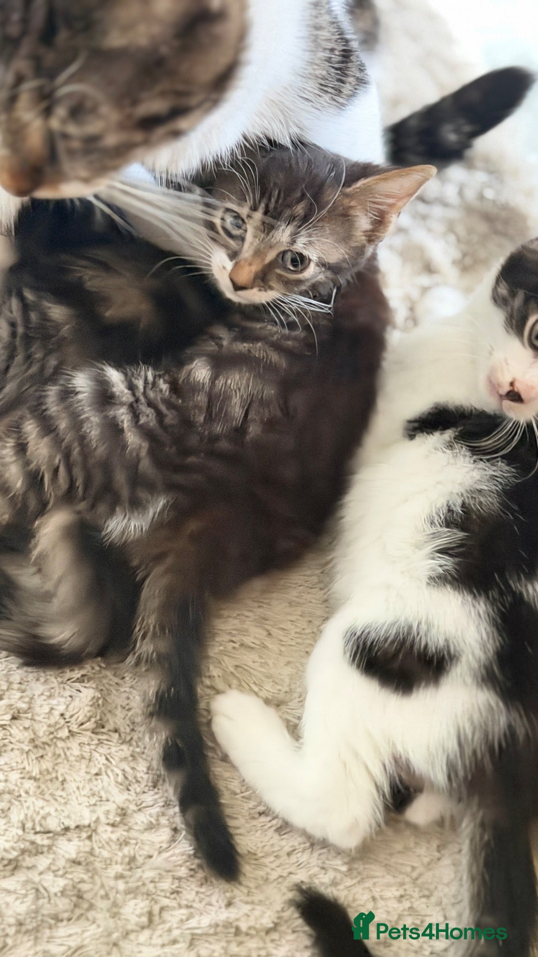 British Shorthair cats Tabby kittens, litter trained and healthy. - Advert 2