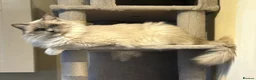 Ragdoll cats for sale: GCCF registers adult blue mitted female - Advert 10