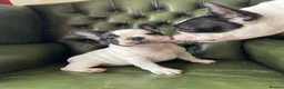 French Bulldog dogs for sale: KC reg. Crufts & International Champion breeding  - Advert 4