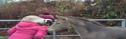 Connemara horses for sale: Zinnia-Champagne QH x Connemara Filly - Advert 8