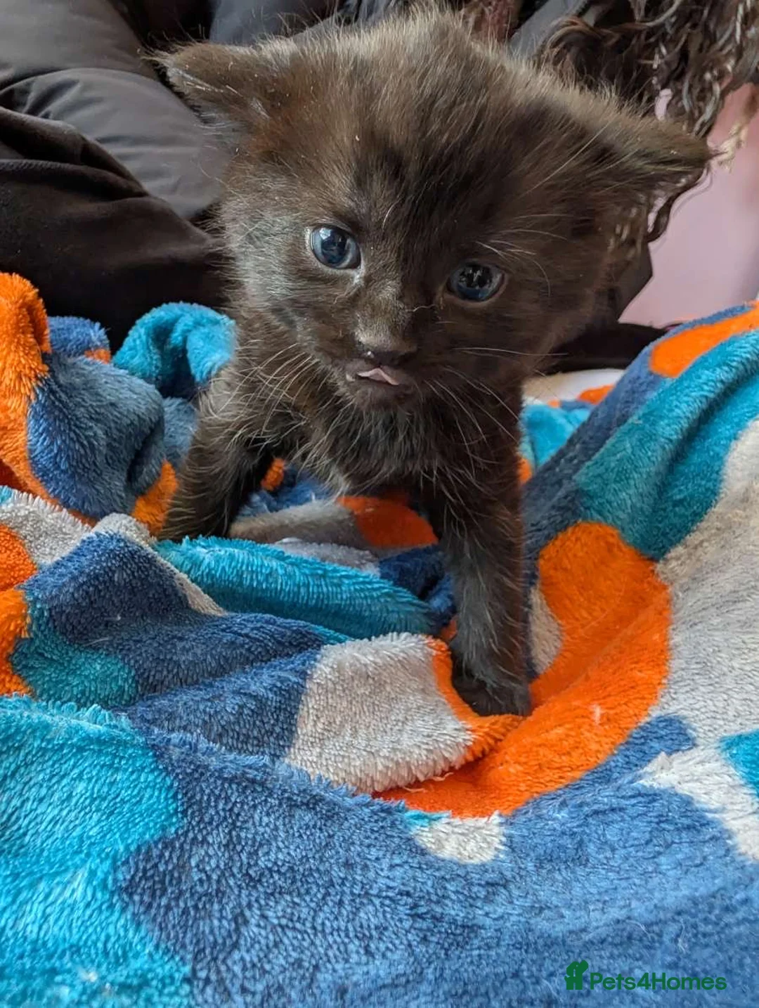 Mixed Breed cats for sale: black tabby 🖤 - Advert 2