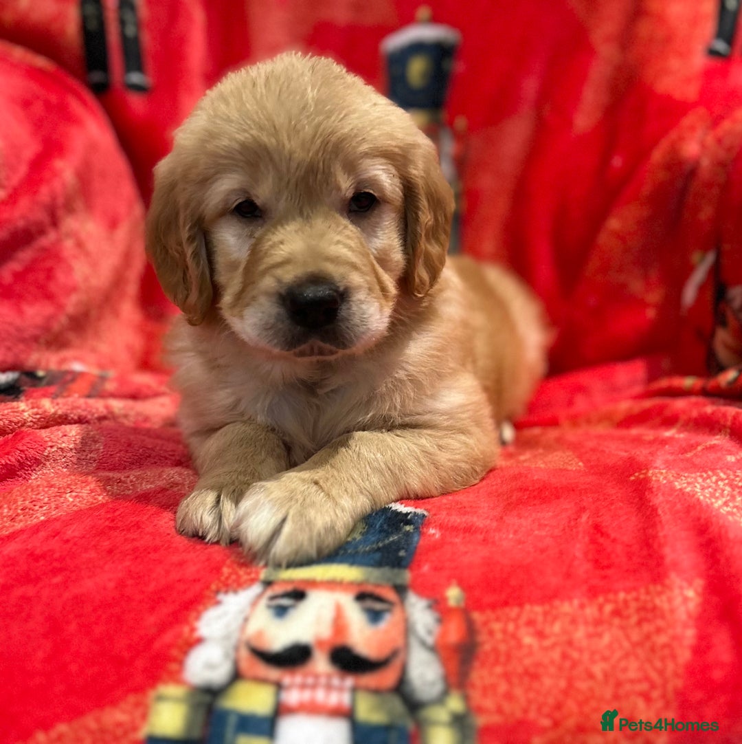 Golden Retriever dogs for sale: Stunning litter of Chunky Golden Retriever Puppies - Advert 4