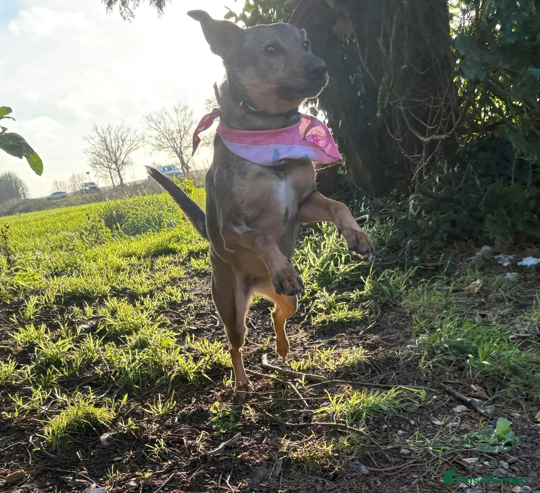 Mixed Breed dogs for adoption: Flora - Norwich Norfolk  - Advert 10