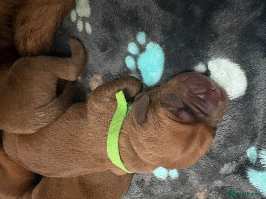 Dogue De Bordeaux dogs for sale: Outstanding Dogue de Bordeaux girls in Burnley - Advert 4