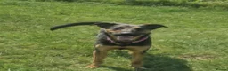 Mixed Breed dogs for adoption: AMELIA –   2 Years Old, Mixed Breed Girl  in Eastbourne - Advert 18