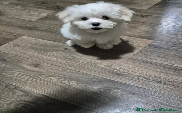 Maltese dogs - Advert 4