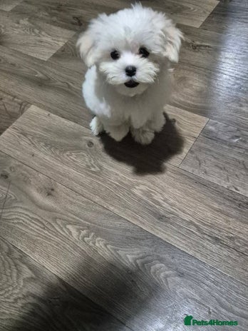 Maltese dogs - Advert 4