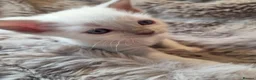 Ragdoll cats for sale:  🏆GCCF REG. EXTENSIVELY TESTED RAGDOLL KITTENS 🌟 - Advert 18